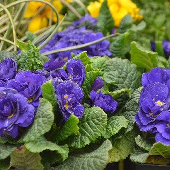 Primula vulgaris 'Blue Champion' 