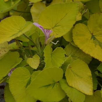 Pelargonium cordifolium 'Caroline's Citrine' PP24131