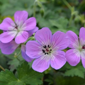 Geranium 'Bloom Time'