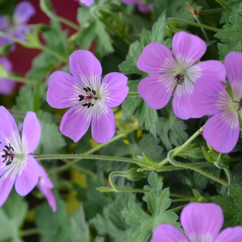 Geranium 'Bloom Time' 'Boo' PPAF