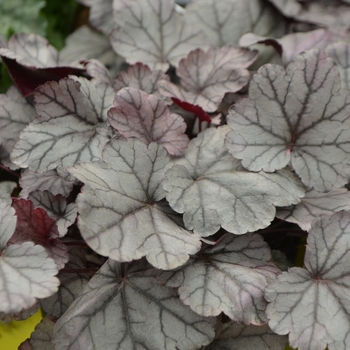 Heuchera 'Pewter Perfect' 