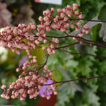 Heuchera 'Dark Desire' 