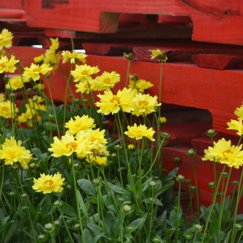 Coreopsis grandiflora 'Solar Ice' 