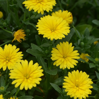 Calendula 'Sunshine & Light™ Yellow' 