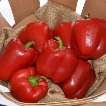 Capsicum annuum