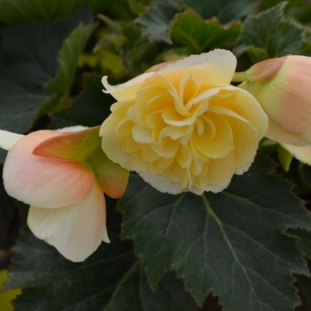 Begonia Sweet Spice™ 'Citrus'