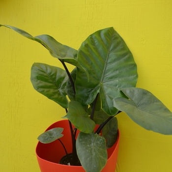 Alocasia 'Dark Star'