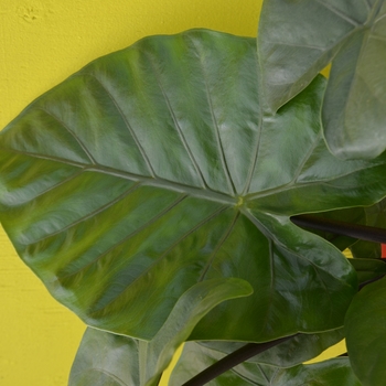 Alocasia 'Dark Star' 