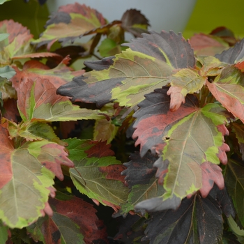 Acalypha wilkesiana 'Tiki Jungle Cloak'