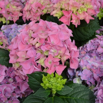 Hydrangea macrophylla 'Early Rosa®' PP16441