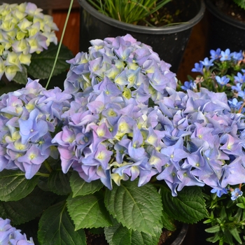 Hydrangea macrophylla 'Early Blue' 