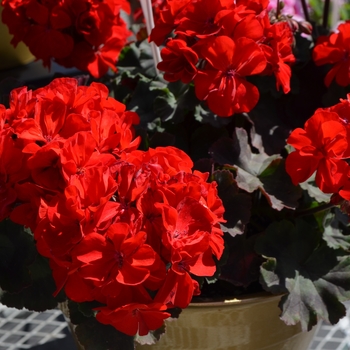 Pelargonium x hortorum Grandeur® 'Dark Velvet Red'