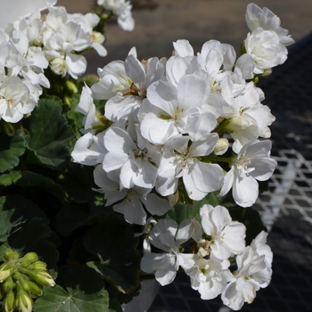 Pelargonium x hortorum 'Dark Snow' 