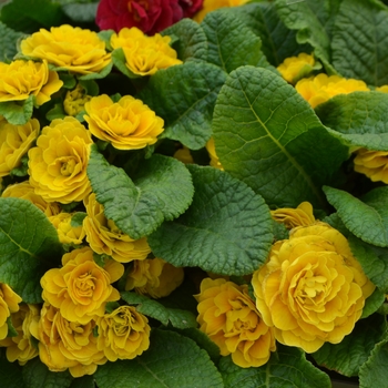 Primula vulgaris 'Goldie' 