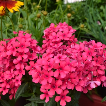 Phlox paniculata Flame™ 'Red'