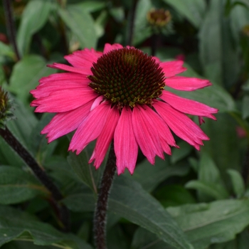 Echinacea purpurea 'Sensation Pink'