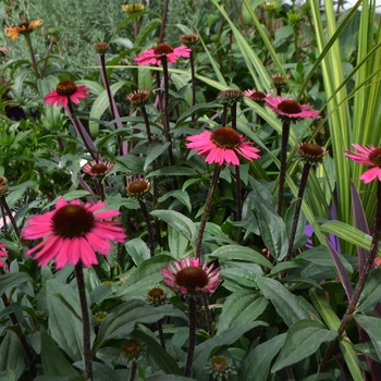 Echinacea purpurea 'Sensation Pink' 