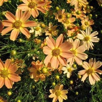 Coreopsis 'Creme Caramel™' PP22565