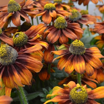 Echibeckia Summerina™ 'Pumpernickel'