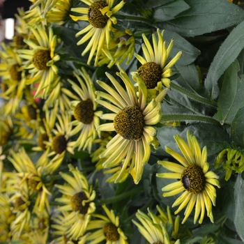 Echibeckia Summerina™ 'Electra Shock'