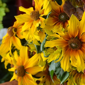 Echibeckia 'Butterscotch Biscuit' 