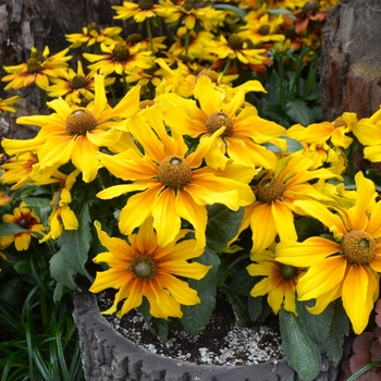 Echibeckia Summerina™ 'Butterscotch Biscuit'