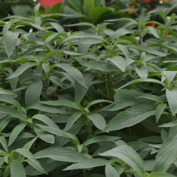 Monarda punctata 'Beebop'