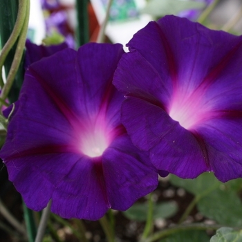 Ipomoea purpurea 'President Tyler' 