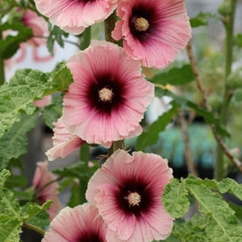 Alcea rosea 'Apricot' 