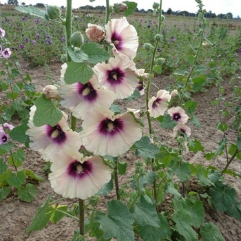 Alcea rosea 'Peach' 