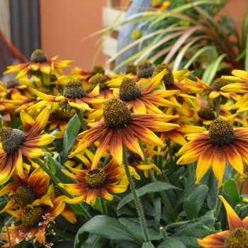 Echibeckia Summerina™ 'Brown'