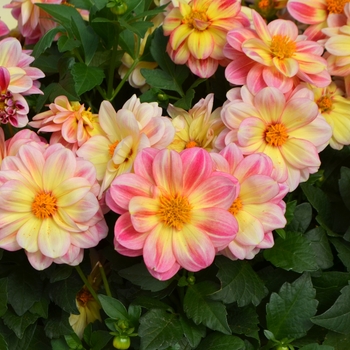 Dahlia 'Shari' 