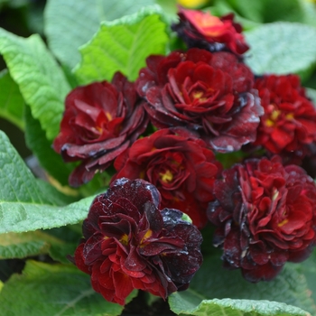 Primula vulgaris 'Valentine' Kerbelred PP24691