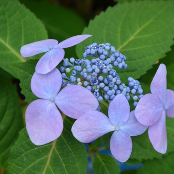 Hydrangea macrophylla 'Twist-n-Shout®'