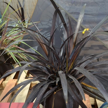 Cordyline 'Renegade'