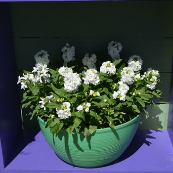 Matthiola incana 'White' 