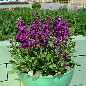 Matthiola incana 'Violet' 