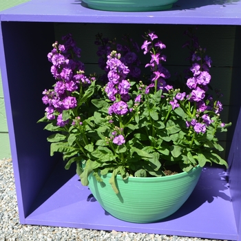 Matthiola incana 'Purple' 