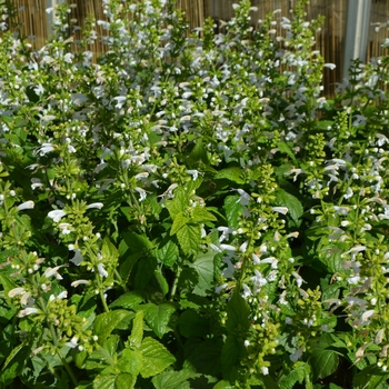 Salvia coccinea Summer Jewel™ White