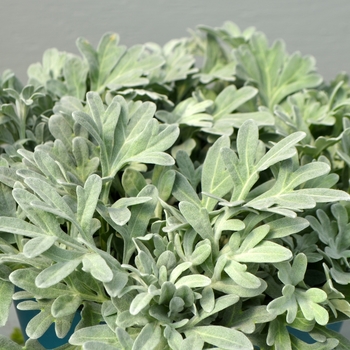 Artemisia stelleriana 'Silver Brocade' 