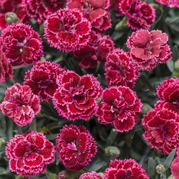 Dianthus 'Black Cherry Frost' 