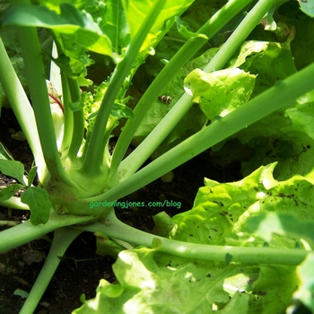 Brassica oleracea