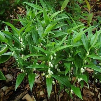 Disporopsis pernyi 'Heronswood Form' 