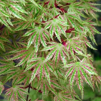 Acer palmatum 'Higasayama' 
