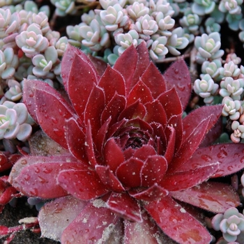 Sempervivum 'Cherry Berry' 