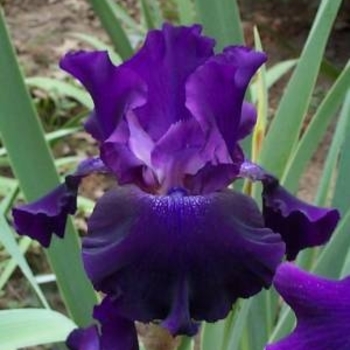 Iris germanica 'Rosalie Figge' 