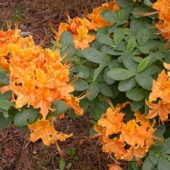 Rhododendron 'Baltic Amber' 