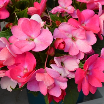 Impatiens hawkerii 'Vivid Pink' 