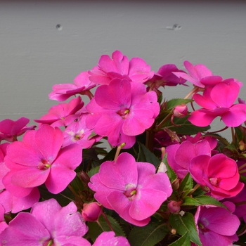 Impatiens hawkerii 'Violet' 