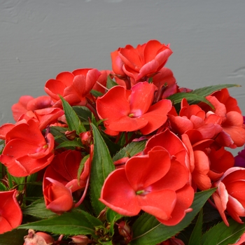 Impatiens hawkerii 'Scarlet' 